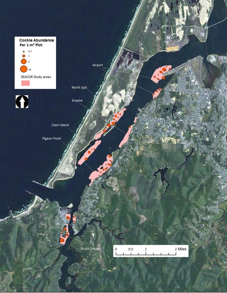Figure 4. Cockle abundance and distribution in the SEACOR  study areas. Data from Empire, Airport and North Spit sites are considered preliminary only. Data: ODFW 2014. 