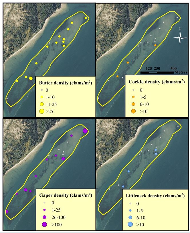 Figure 6. Clam distribution and abundance (clams/m2) at the SEACOR Clam Island study site. Note the difference in scale for each clam species. Data are from DAM surveys only. Data and figure: ODFW 2014. 
