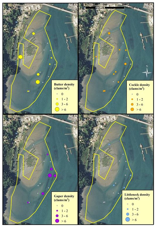 Figure 8. Clam distribution and abundance (clams/m2) at the SEACOR South Slough study site. The scale for each clam species is the same. Data are from DAM surveys only. Data and figure: ODFW 2014. 