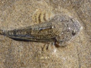 Pacific Staghorn sculpin Photo: the outershores.com