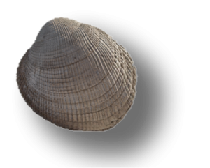  Littleneck clam