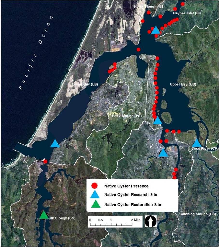 Figure 1. Status of native oysters in the Coos estuary in the South Slough, Lower Bay, North Slough, Haynes Inlet, Upper Bay and Isthmus Slough subsystems. 