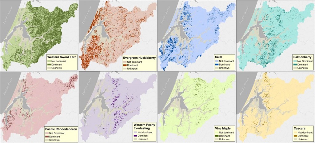 Figure 18. Spatial cover of the most dominant understory species in the project area. Dominant species with less than 1% cover across the project area are not shown. Data: LEMMA 2014a