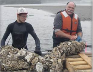 Figure 3. Volunteers aid in the restoration of native populations of Olympia oysters (O. lurida) in Coos Bay