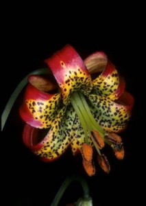 Western Lily