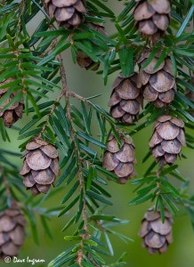 Western Hemlock Cones