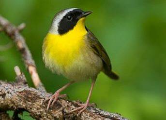 Figure 13. Historically, the common yellowthroat has not been observed overwintering in the Coos estuary. However, the Coos Bay CBC has recorded a single sighting of common yellowthroat in 2002, 2003, 2006, 2008, 2011, and 2012. Data: Audubon 2014, Rodenkirk 2012; Photo credit: Gerrit Vyn taken from Cornell 2014