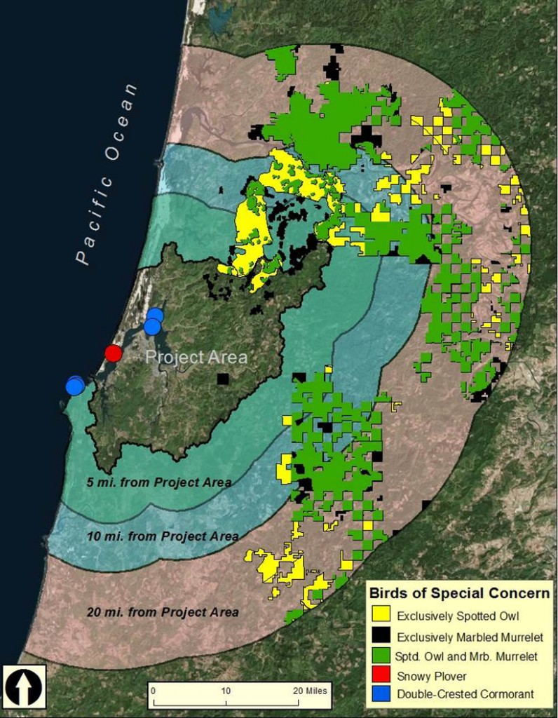 Figure 1. Bird habitat of special concern within the lower Coos watershed (Project Area), including critical habitat designation for the marbled murrelet (black), the northern spotted owl (yellow) as well as the location of double-crested cormorant colonies (blue) and snowy plover habitats (red). Plover habitats and cormorant colonies not to scale. Data: USFWS 2011, 2012, 2014c, 2014a; Naughton et al. 2007