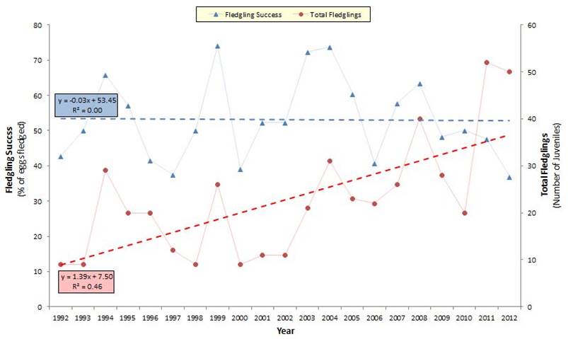 Figure 5. The local reproductive success of snowy plovers on the North Spit (Lower Bay Subsystem). Fledgling success (blue) is defined as the ratio of number of fledglings: number of eggs. Local fledgling success rates is described by neither a linear increase nor a linear decrease since 1992 (R2=0). However, the increase the North Spit fledgling population (red) follows a moderately strong linear increase, with 46% of variation in total fledglings being described by a constant increase of 1.39 juveniles annually.   Data: Lauten et al. 2012 