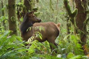 Photos:   Elk: Vickie Lewis, Bear(below): Brian Wolitski  