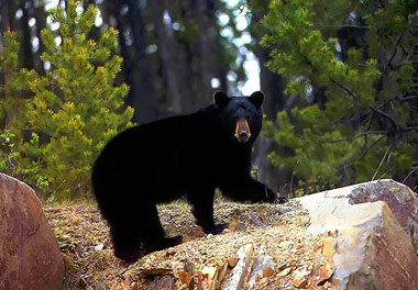Photos:   Elk: Vickie Lewis, Bear(below): Brian Wolitski  