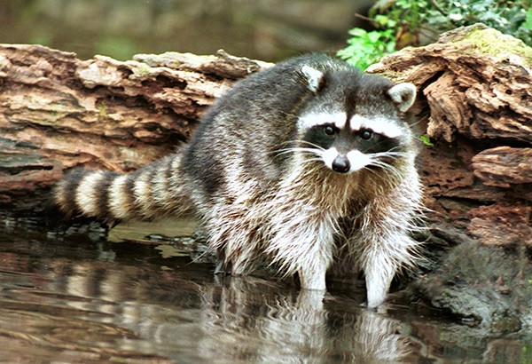Photos: Raccoon: Jim Cruce  Beaver: Gigner Holser 
