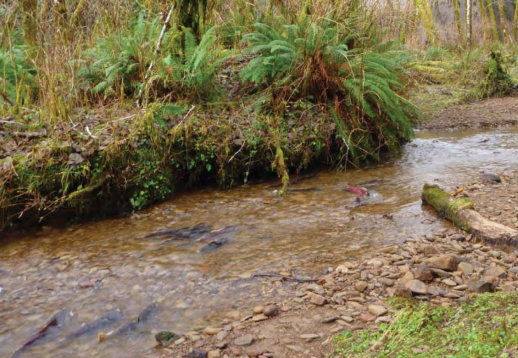 Figure 28. Coho building redds in gravel in a coastal Oregon stream. Source: CoosWA 2011a 