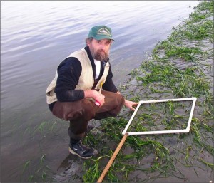Figure 2. Scientist using a quadrat and meter stick to estimate percent cover, density, and canopy height of a Coos estuary eelgrass meadow. 