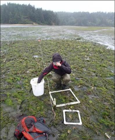 Figure 7. Sea lettuce (Ulva spp.) and other green algae dominate the intertidal flats during the summer months. This seasonal phenomenon is apparent in the photo above of a volunteer helping to conduct early summertime fieldwork in South Slough.