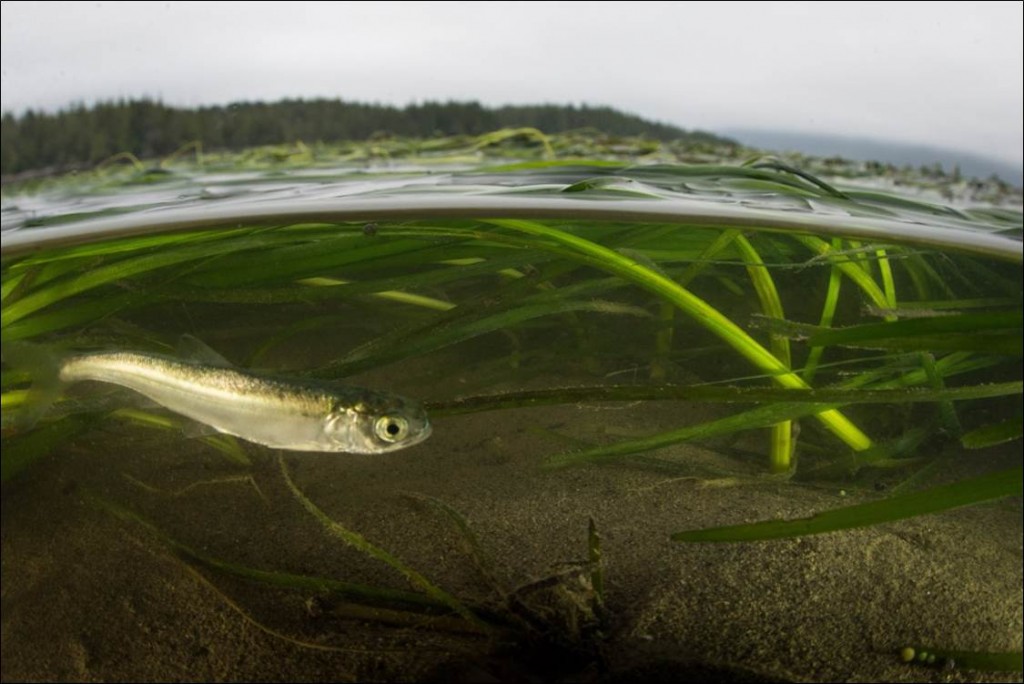 Figure 8. Eelgrass meadows form canopies that provide habitat complexity for many estuarine animals. A sockeye salmon uses eelgrass as cover in a nearshore habitat in British Colombia’s Flora Bank. Photo: indiegogo.com 