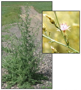 Figure 5. Diffuse knapweed (Centaurea diffusa). Photos: Beck 2013; ODA 2014a