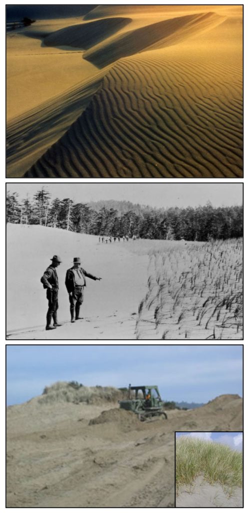 Figure 10. Top: Oblique sand dunes before beachgrass (Ammophila spp.) invasion. Middle: Inspection of intentional plantings of beachgrass in the Oregon Dunes Recreation Area c1930’s. Dunes were planted to stabilize the highly mobile sand. Bottom: Bulldozer taking down a foredune north of Reedsport. The foredune was largely created by beachgrass (seen behind the bulldozer). Sources: University of Oregon Libraries; Siuslaw National Forest (bottom two photos); Coos Bay BLM (inset)
