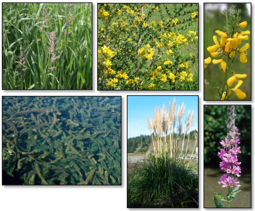 Figure 13. Established species with widespread distribution in the project area that pose the greatest threats to the project area. Top row: reed canary grass (Phalaris arundinacea); French broom (Genista monspessulana); Scotch broom (Cytisus scoparius); Middle row: Brazilian waterweed (Egeria densa); jubata grass (Cortaderia jubata); purple loosestrife (Lythrum salicaria). Photos: ODA 2014a; U of FL (Brazilian waterweed); and OSU (reed canary grass).
