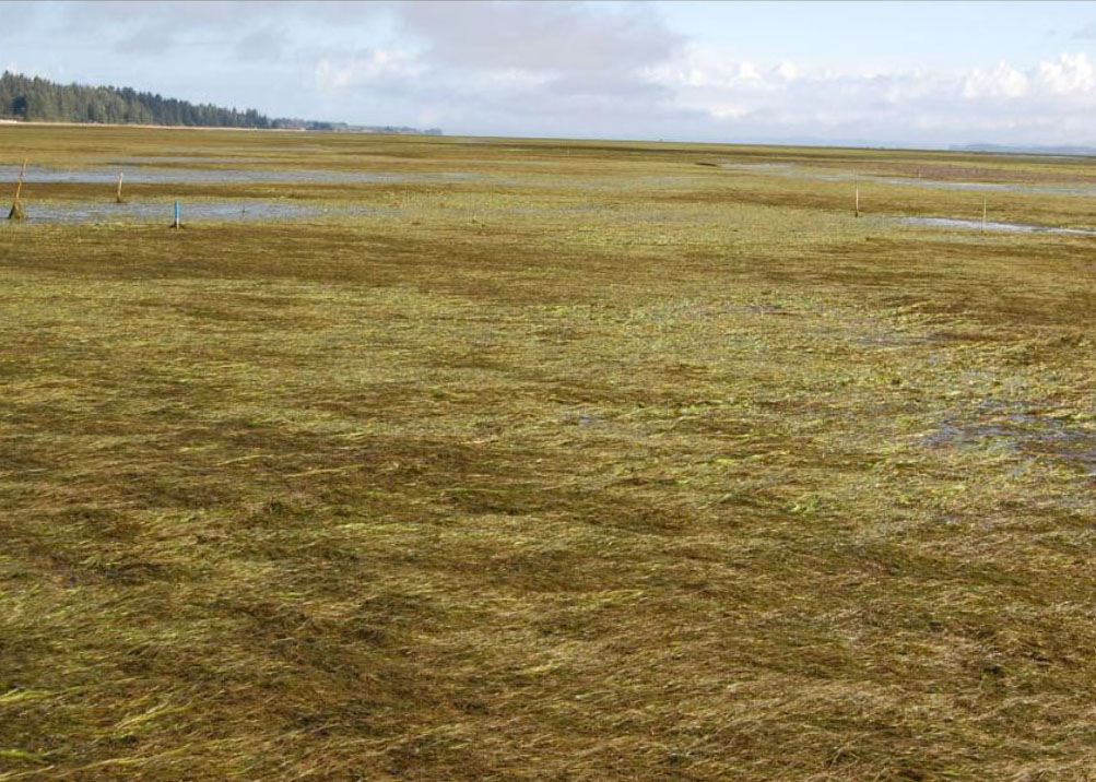 Figure 15. Continuous coverage of invasive Japanese eelgrass (Z. japonica) in Willipa Bay, WA at a site that was unvegetated mudflat 10 years prior. Source: Fisher et al. 2011