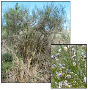 Figure 4. Portuguese Broom (Cytisus striatus) plant and close up of seed pods. Photos: ODA 2014a