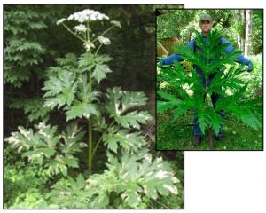 Figure 6. Giant hogweed (Heracleum mantegazzianum). Photos: ODA 2014a