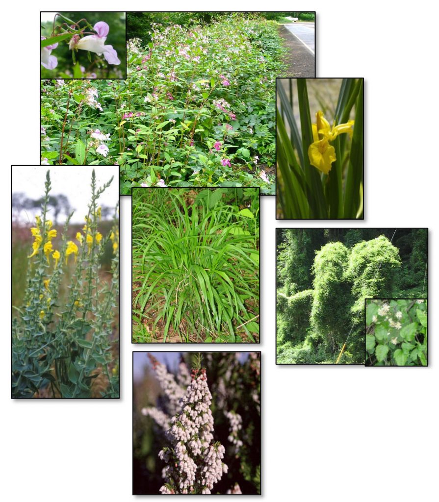 Figure 8. Partially contained species. Clockwise from top: Policeman’s helmet (Impatiens glandulifera)(inset: flower); Yellow flag iris (Iris pseudacorus); Old man’s beard (Clematis vitalba)(inset: leaves and flower); Spanish heath (Erica lusitanica); Dalmatian toadflax (Linaria dalmatica). Middle: False brome grass (Brachypodium sylvaticum). Photos: ODA 2014a; Stone 2009; Lincoln county soil water conservation district; kingcounty.gov; wikipedia.